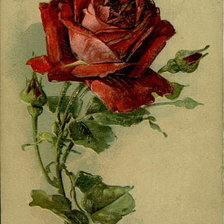 Схема вышивки «№27768»