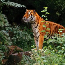 Схема вышивки «тигр»