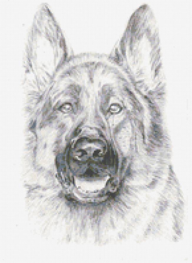 Собака - животные, рисунки, собака - предпросмотр