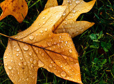 Схема вышивки «осенние листья»