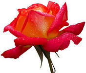 роза - оригинал