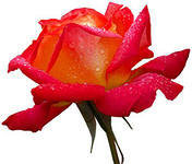 Схема вышивки «роза»