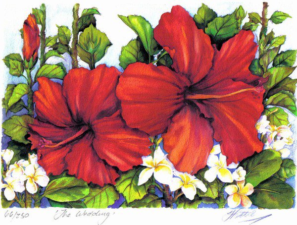 Гибискусы - цветы, тропические цветы, флора, гибискус, плюмерия - оригинал