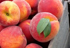 натюрморт с персиками - фрукты, натюрморт, персики - оригинал