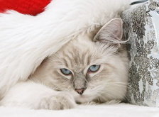 новогодняя открытка