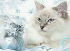 Схема вышивки «новогодняя открытка»