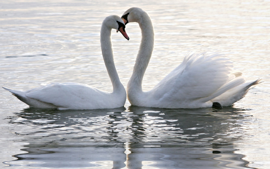 Пара лебедей - оригинал