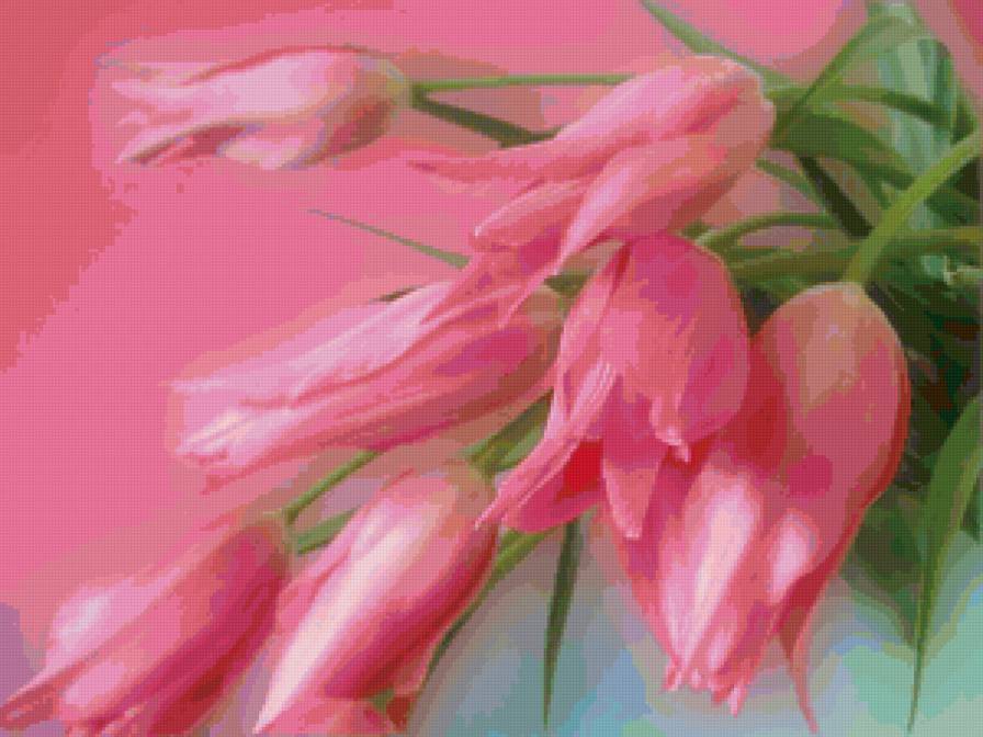 Розовые тюльпаны - предпросмотр