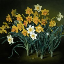 Схема вышивки «нарцысы»