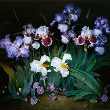 ирисы