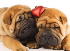 Схема вышивки «щенки»