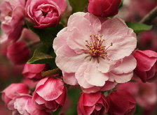 Схема вышивки «цветы»