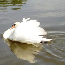Схема вышивки «Лебедь»
