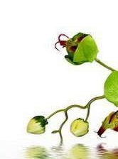 Схема вышивки «Орхидея 1»