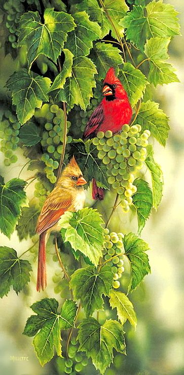 Попугайчики - птицы - оригинал