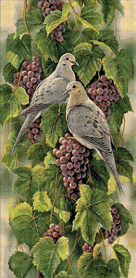 Голуби - птицы - предпросмотр