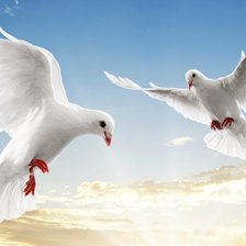 Схема вышивки «Белые голуби»