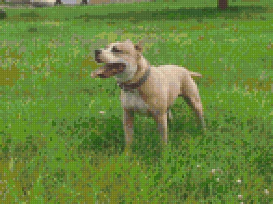 Баксюша - собака, стаффордширский терьер - предпросмотр