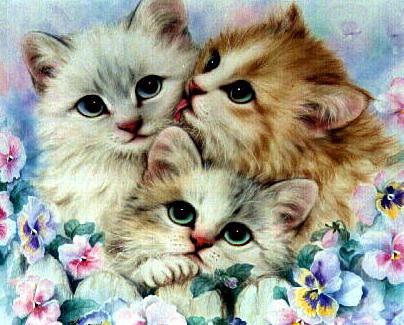 киски - котята, киски - оригинал