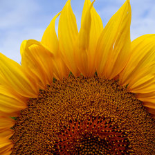 Схема вышивки «подсолнух»