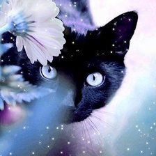 чёрная кошка