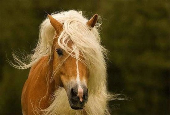 блондинка - оригинал