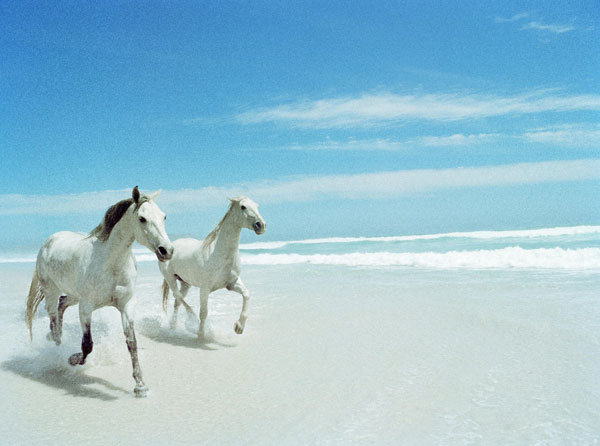 пара - пара, животные, кони, нежность, любовь - оригинал