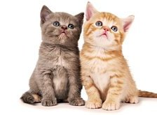 Схема вышивки «котята»