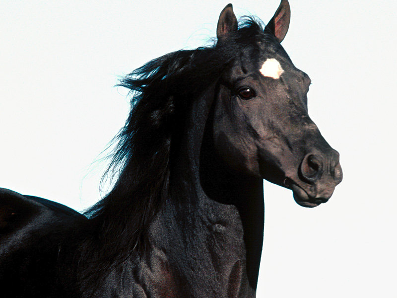 №30297 - лошади - оригинал