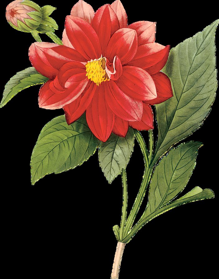 цветок - природа, букет, цветы - оригинал