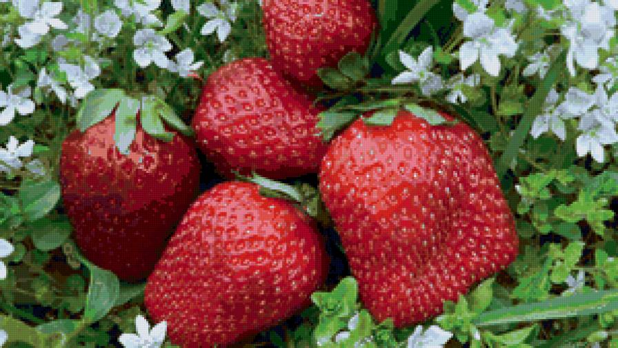 клубника - цветы, клубника, природа,  - предпросмотр