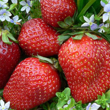 Схема вышивки «клубника»