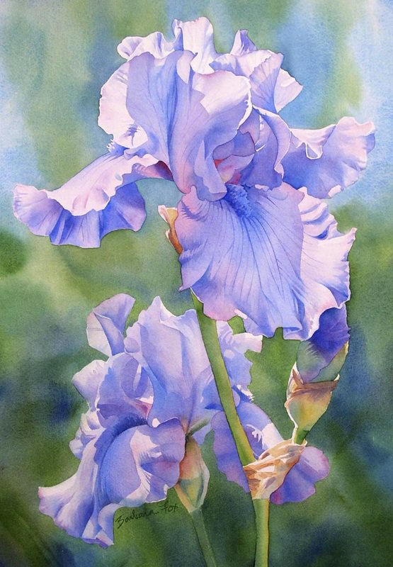 ирис - природа, букет, цветы, ирисы - оригинал