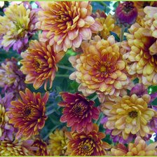 Схема вышивки «цветы»