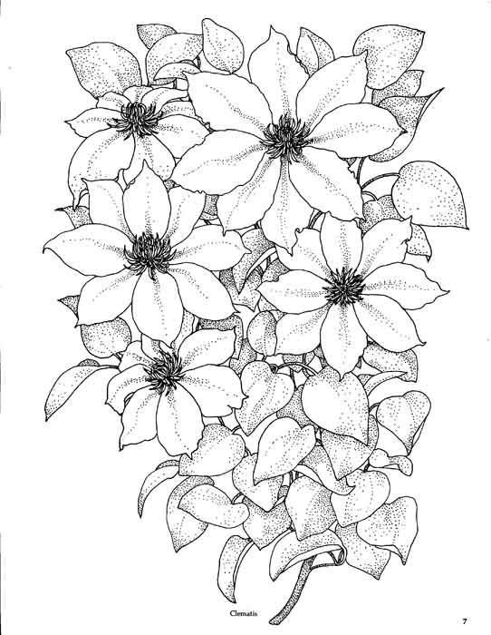 черно-белое - природа, букет, цветы, натюрморт - оригинал