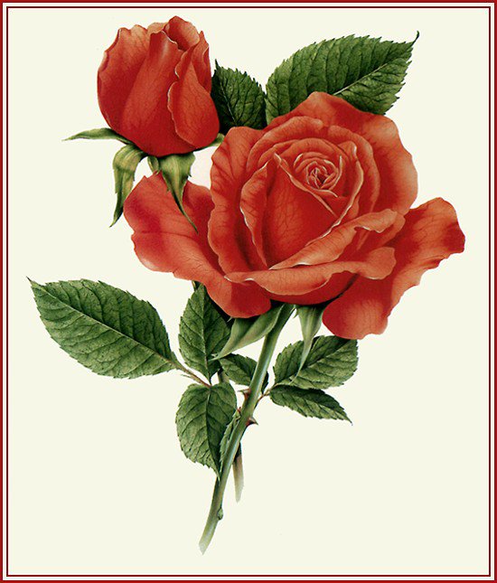 розы - натюрморт, букет, цветы, природа - оригинал