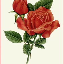 Схема вышивки «розы»