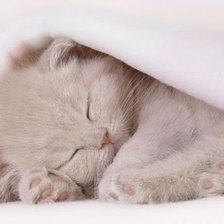 Схема вышивки «milashka»