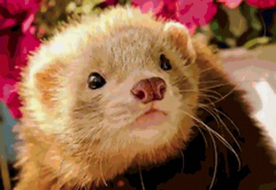 хорек - животные, хорек - предпросмотр