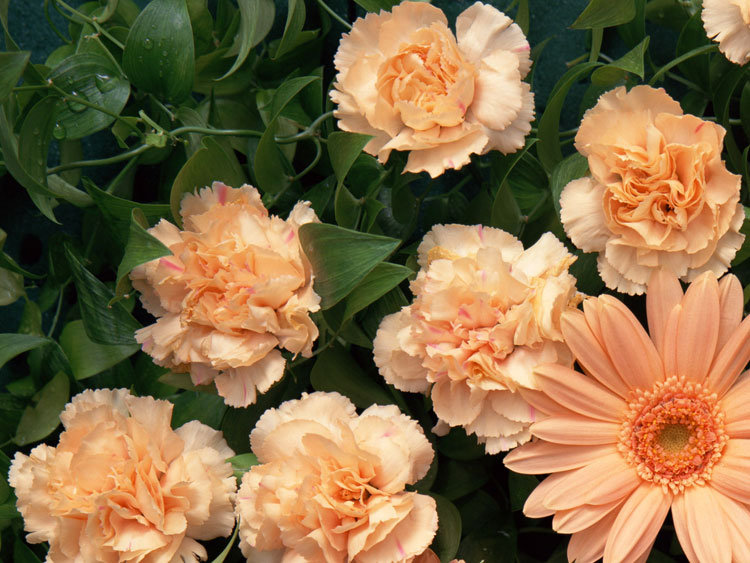 цветочки - цветы - оригинал