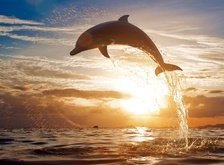 Схема вышивки «дельфин»