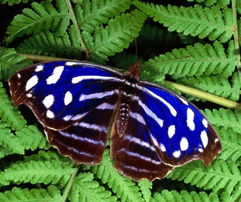 №30966 - babochka - оригинал