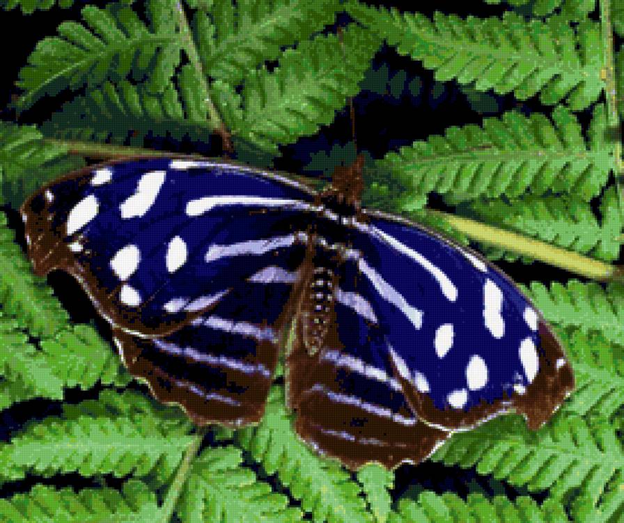 №30966 - babochka - предпросмотр