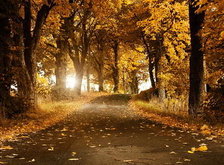 Схема вышивки «золотая осень»