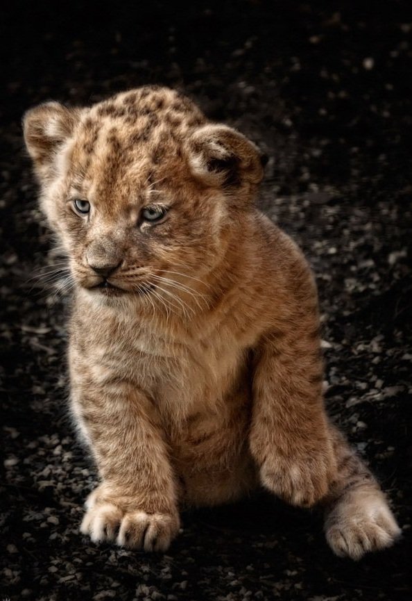 Львенок - львенок, животные, львы - оригинал