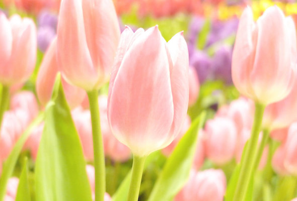 Тюльпаны - цветы, весна, лето - оригинал