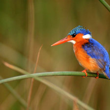 Схема вышивки «зимородок»