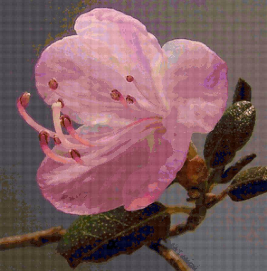 багульник - багульник, цветы - предпросмотр