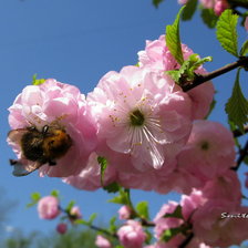 Схема вышивки «весна»