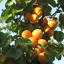 Схема вышивки «фрукты»